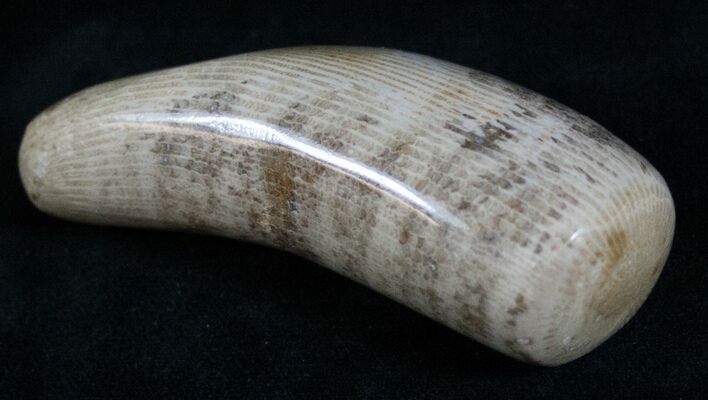 Polished Fossil Horn Coral - Morocco #13872